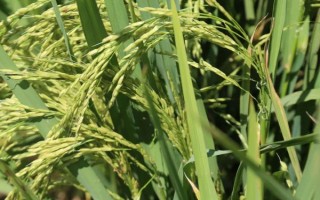 两优711水稻品种简介,每亩栽插7万穴左右