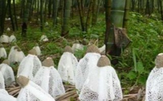 竹荪的品种有哪些,常见的有长裙竹荪、短裙竹荪等