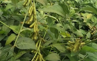 九青豆大豆种子特点,中晚熟品种