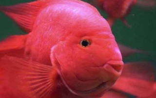 鹦鹉鱼的最佳水温，水温在25-30℃最佳