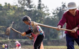 种麦的最佳温度，冬性小麦的适宜播种温度为16-18°C