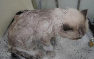 猫得了猫瘟后如何紧急治疗，主要注射猫瘟单克隆抗体和猫干扰素