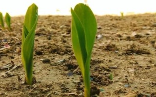 玉米的播种深度,4-5厘米比较合适