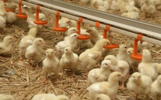 小鸡苗的养殖方法，雏鸡苗一定要注意保温