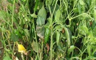 小辣椒疫病如何防治，中心病株出现时开始施药