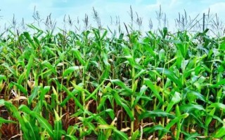 农林玉1号玉米种子特征特性，生育期109.4天