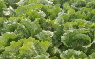 耐高温的蔬菜有哪些品种，空心菜、黄瓜、西葫芦等品种比较耐高温