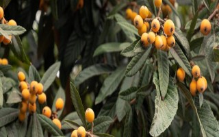 阳光不足的地方适合种什么果树，适合种枇杷树、石榴树等