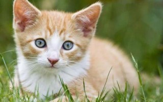 世界上最小的猫的种类，常见的有茶杯猫、欧洲短毛猫等