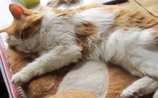 犬猫上呼吸道感染怎么治疗和护理，根据引发原因采取不同的解决措施