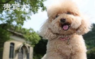 贵宾犬和泰迪犬的区别,贵宾泛指深色毛、体型较小的贵宾犬