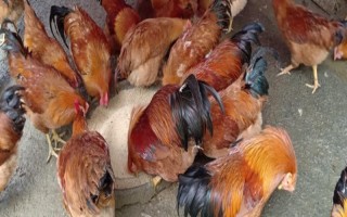 养鸡需要办什么证,要办理动物防疫条件合格证和工商营业执照