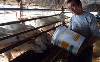 养殖户对于饲料成本与饲养成本的误区，饲料成本越低越好是一种错误的想法