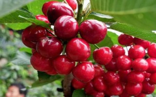 樱桃种植前景分析，消费热度高且利润高