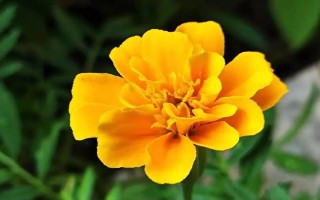 万寿菊的形态特征，株高在150厘米左右