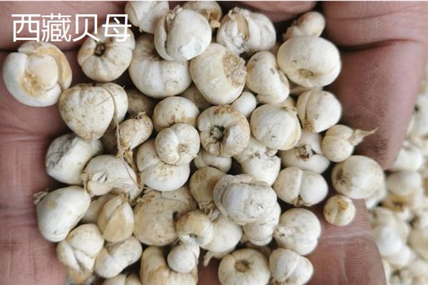 西藏那曲市的特产，酥油是藏族人不可缺少的食品