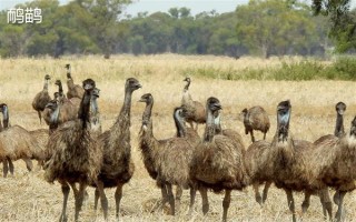 鸸鹋和鸵鸟的区别，体型和经济价值均不同