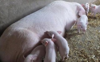 母猪不吃食的原因，可能是体内胎儿逐渐增长导致的