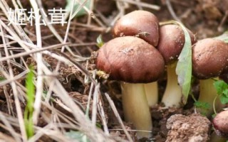 南方适合种哪些水果,海南省和云南省适合种植榴莲