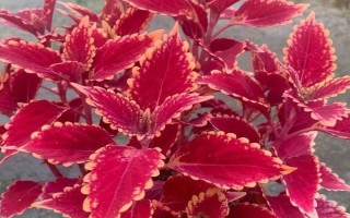 如何养殖彩叶草，生长季节要让土壤保持湿润稍偏干的状态