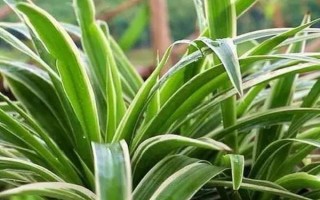 吊兰草的换盆方法，要每隔1-2年给其翻盆换土一次