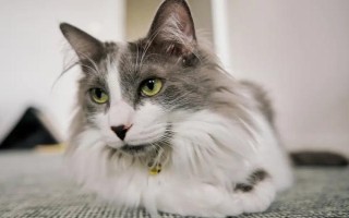 猫咪自发性膀胱炎,常表现为排尿次数增加、情绪躁动不安等