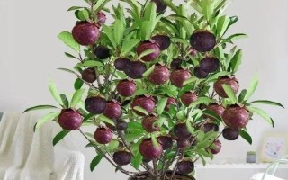 山竹核的种植方式，最好的方式是播种法