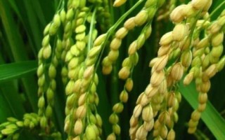 荃两优879水稻种子特点,每亩插足基本苗8万-10万