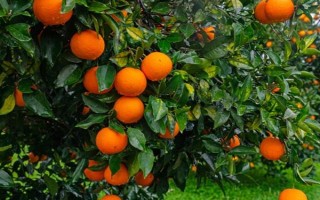 为沙糖桔保花保果的方法，剪除生长不良的枝叶能让花朵和果实吸收更多养分