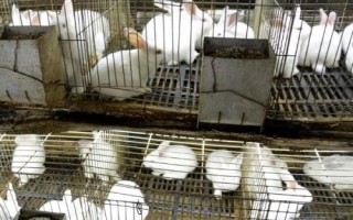 养兔怎么防治胃肠炎，饲喂青绿饲料要提前晾干