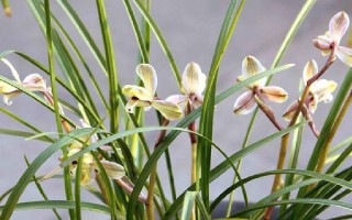 莲瓣兰有几种，常见的有滇梅、奇花素、心心相印等