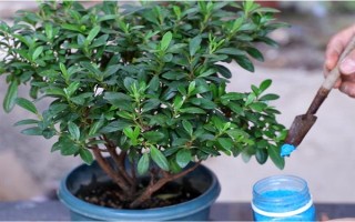 杜鹃花的家庭养法，春秋季通常2-3天可浇1次水