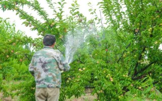李子褐腐病发生时间，通常在春季