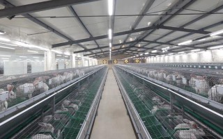 集约养殖的意思，是指采用先进技术进行高效益养殖