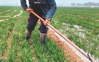 麦田如何除草，生长后期常采用人工拔除