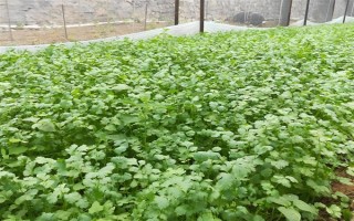 哪些蔬菜可以在6月份种植，适合选择黄瓜、番茄、豇豆等品种