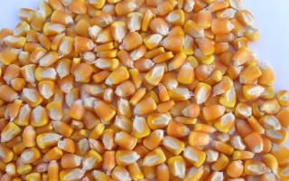玉米的播种深度,4-5厘米比较合适