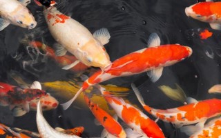 挑选锦鲤精品的方法,从颜色、体态、品种等方面下手