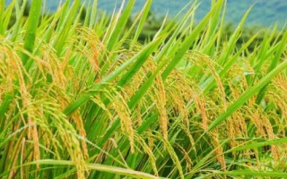 哪种元素对水稻有特殊作用，硅元素具有特殊作用