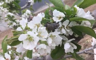 车厘子怎么种植,萌芽开花期、果实生长期都要追肥