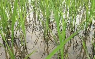 隆两优298水稻品种的特性,每亩有效穗数14.0万穗