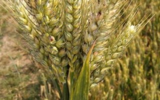 轮选188小麦种简介，每亩适宜基本苗18～20万