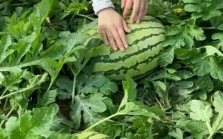 懒汉西瓜如何种植，种植前需浸种