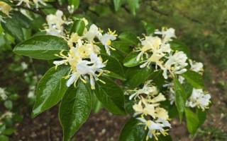 金银花盆景怎样制作,选好树材以后需进行修剪