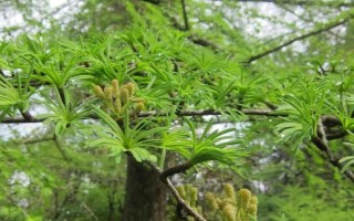 金钱松的养殖注意事项，要每隔2-3年换1次盆