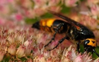 胡蜂的食物，杂食性、食物范围广泛