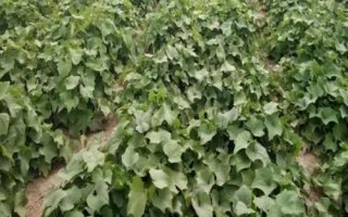 龙须菜怎么管理，株高达到10厘米时要进行二次间苗