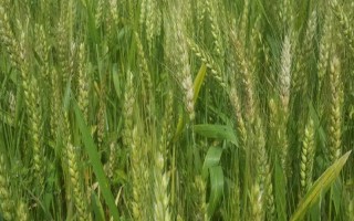 沈免2135小麦种子特征特性,属强筋小麦品种