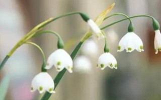 夏雪片莲的寓意是什么，寓意纯洁、纯真的心等