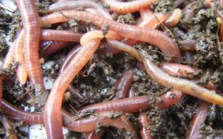 蚯蚓的养殖方法，是最常见的环节动物之一